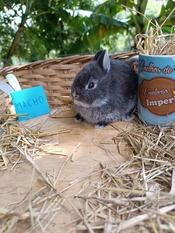 PÁSCOA - Anão Importado - Coelho Netherland Dwarf - Foto 3