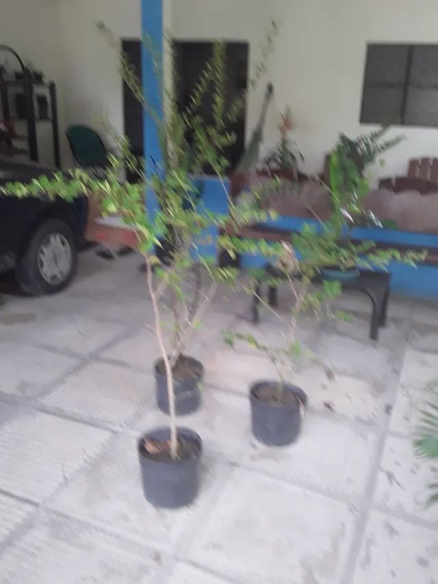 Pés de Acerola  - Foto 4