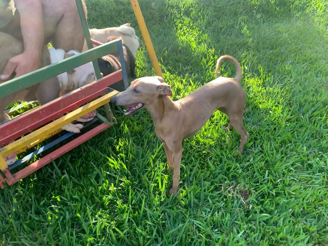 Galgo italiano fêmea - Foto 6