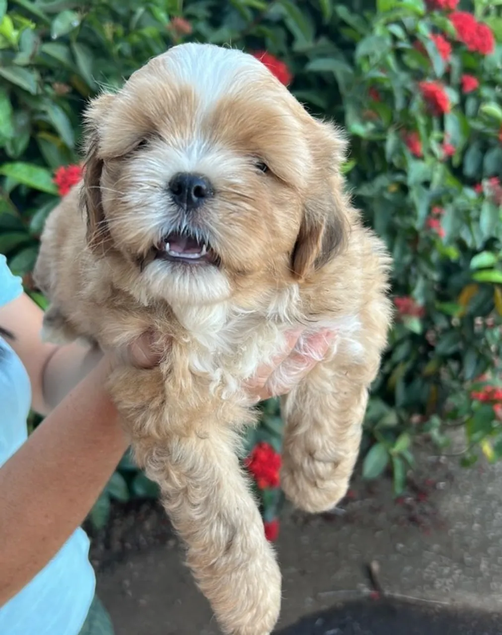 Filhote de Shitzue com Poodle 55 dias vacinados e vermifugados