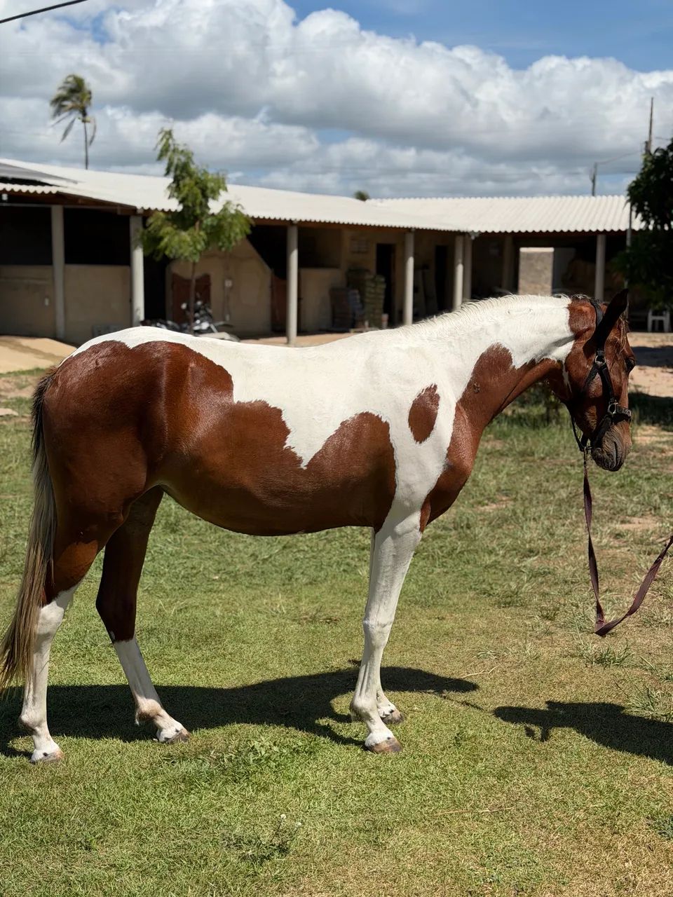 Égua Mangalarga 2 anos potra registrada - Foto 3