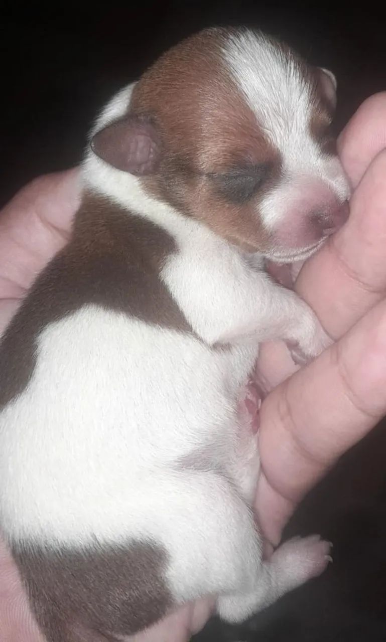 Filhote de cachorro pinscher 2