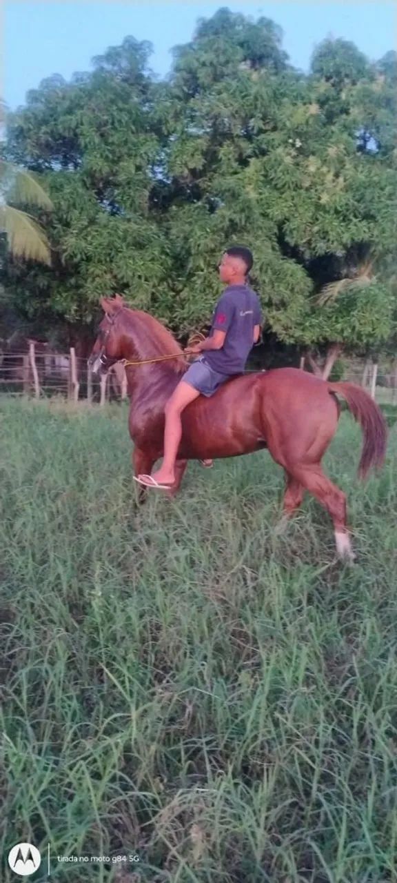 Cavalo Quarto de Milha - Foto 5