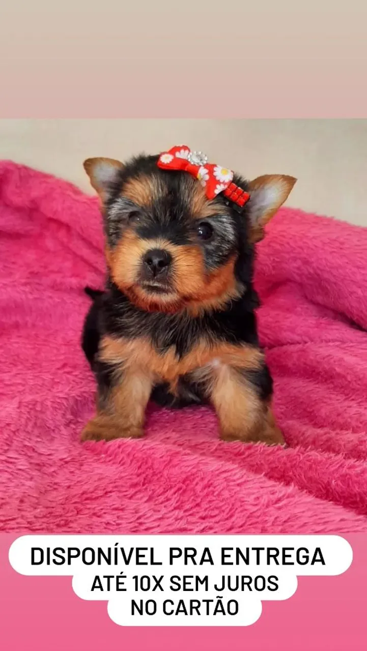 Yorkshire Terrier Fêmea