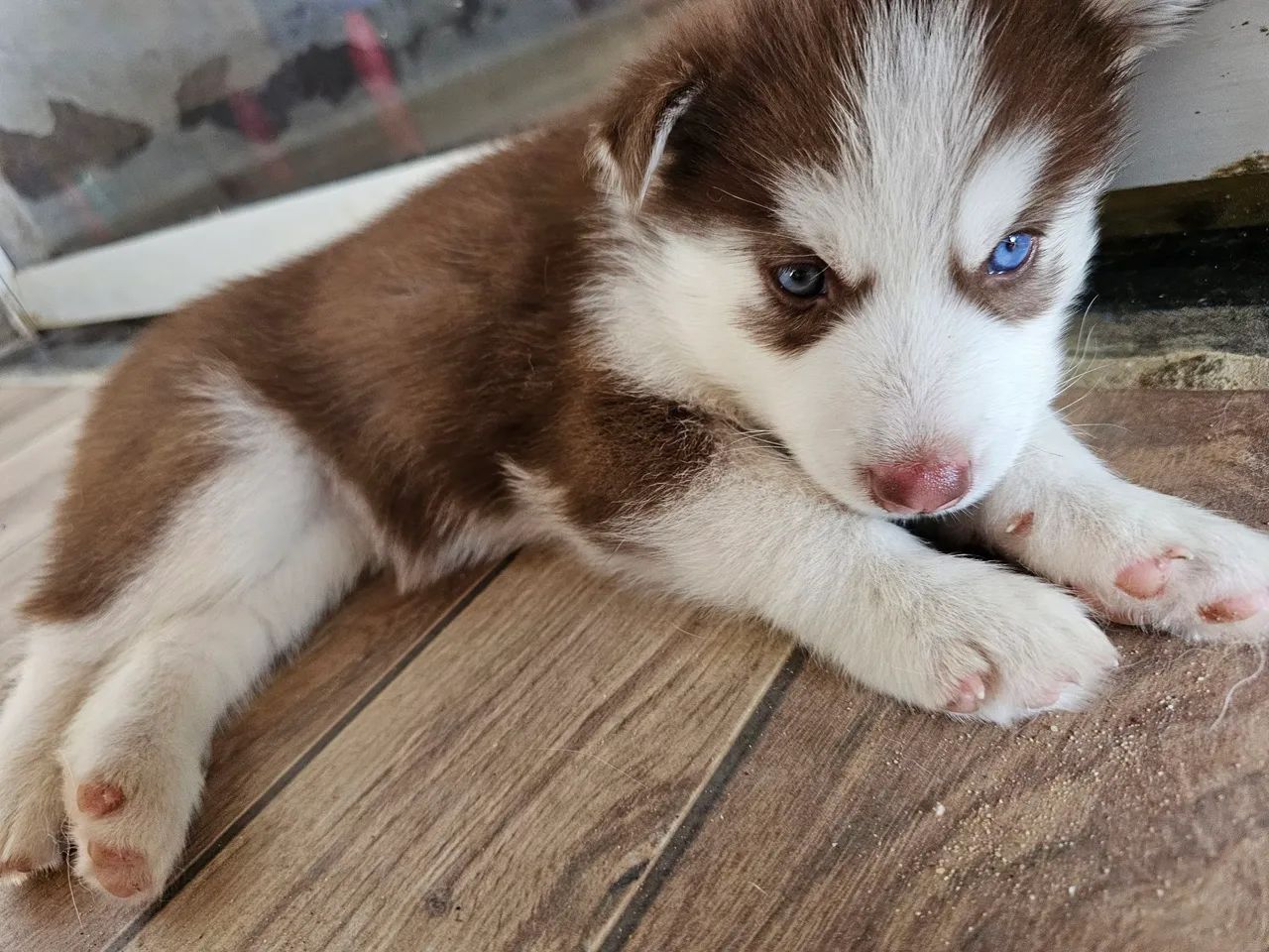 Filhote Husky Siberiano - Foto 4