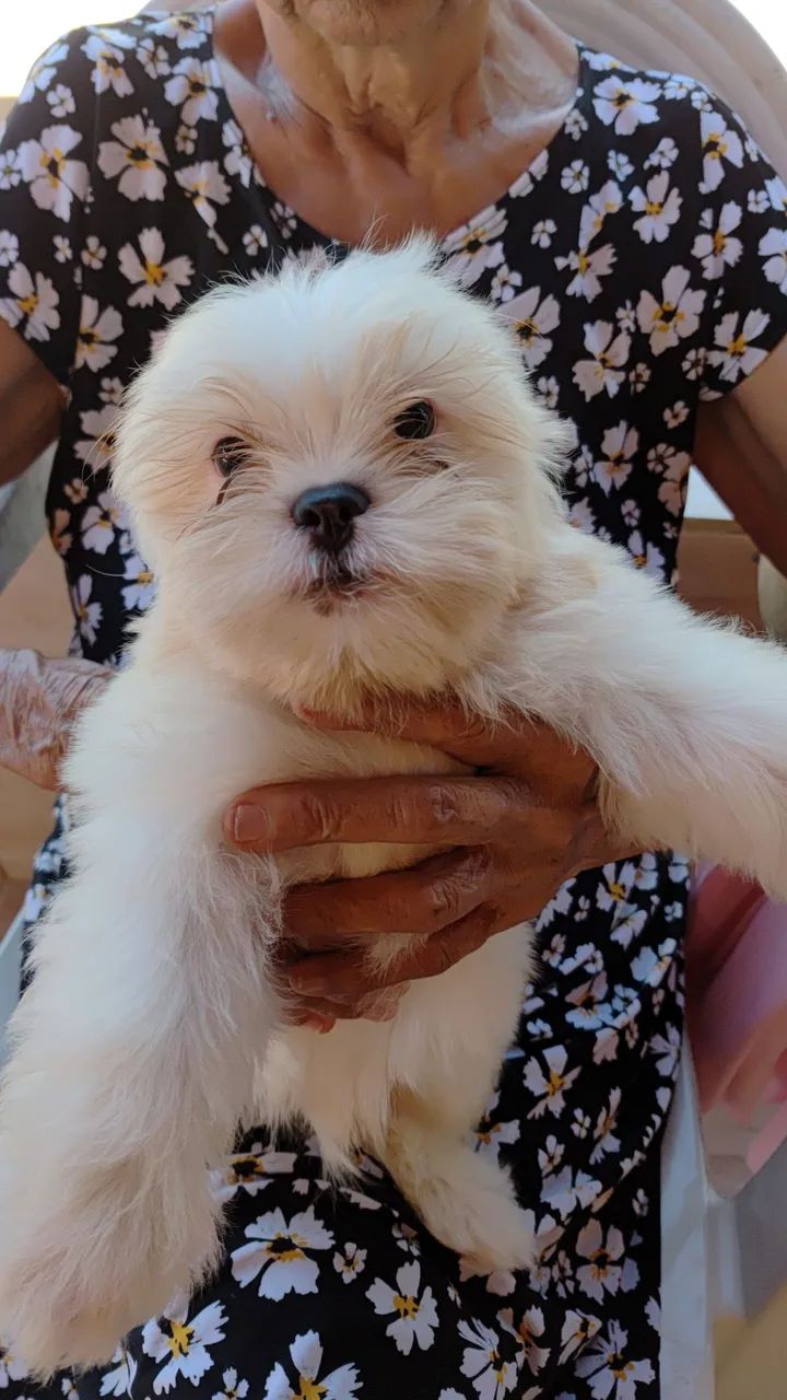 Shih Tzu Filhote  - Foto 2