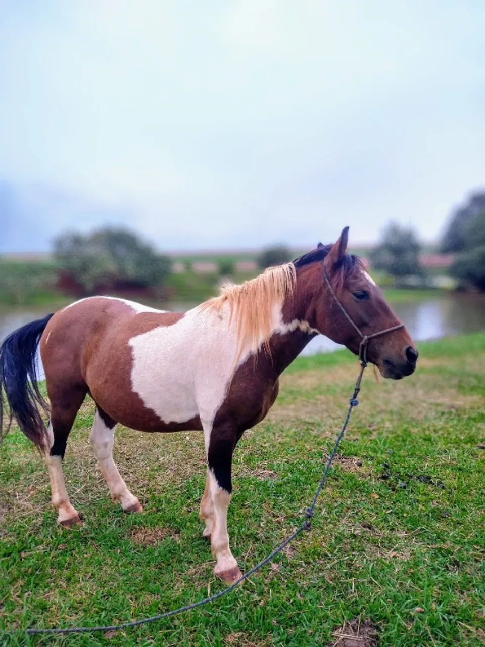 Cavalo Petiço
