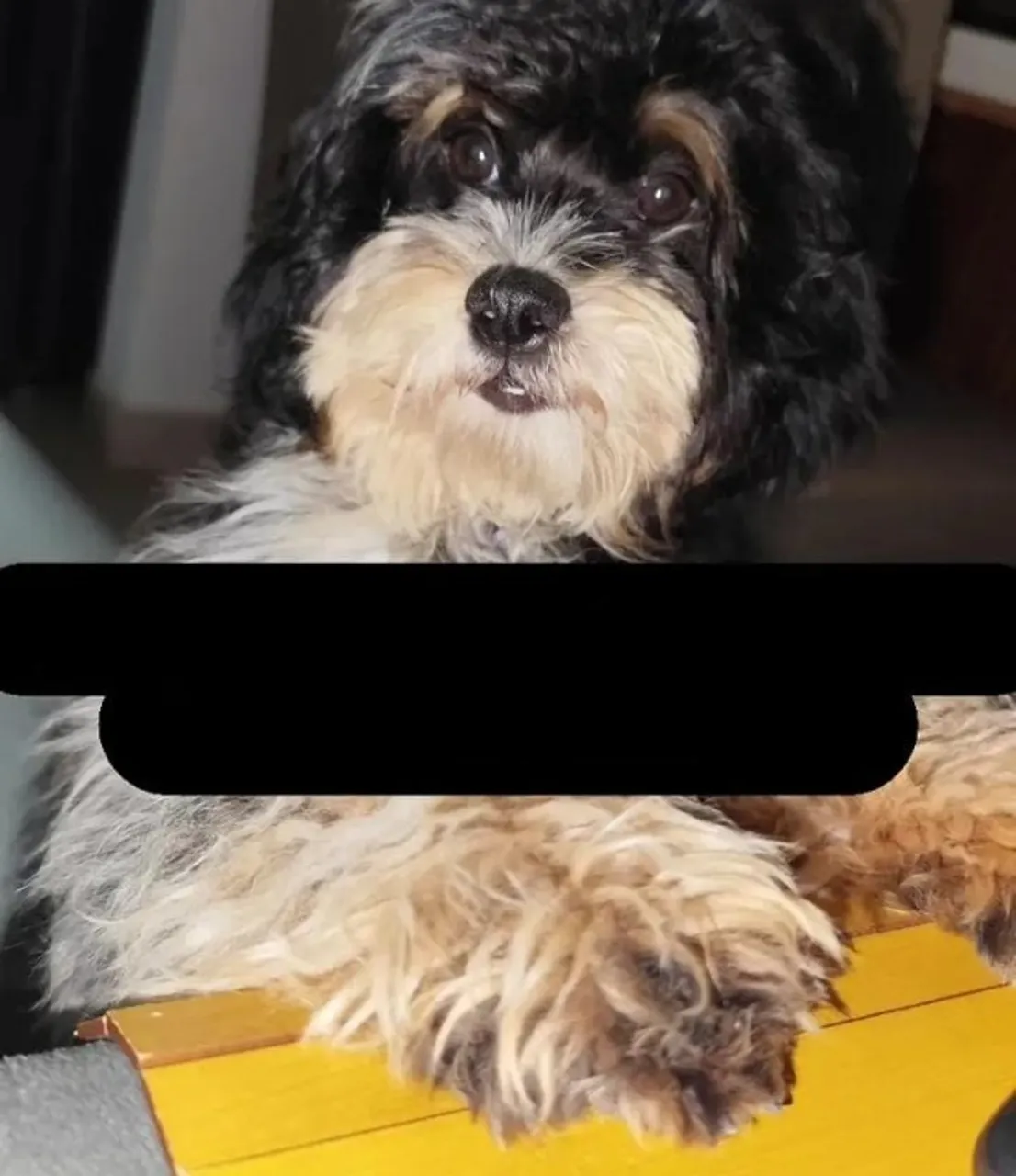 Poodle com Lhasa apso