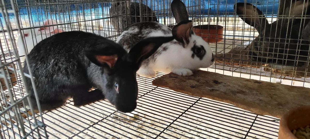 Filhotes de coelho gigante de Flanders  - Foto 6
