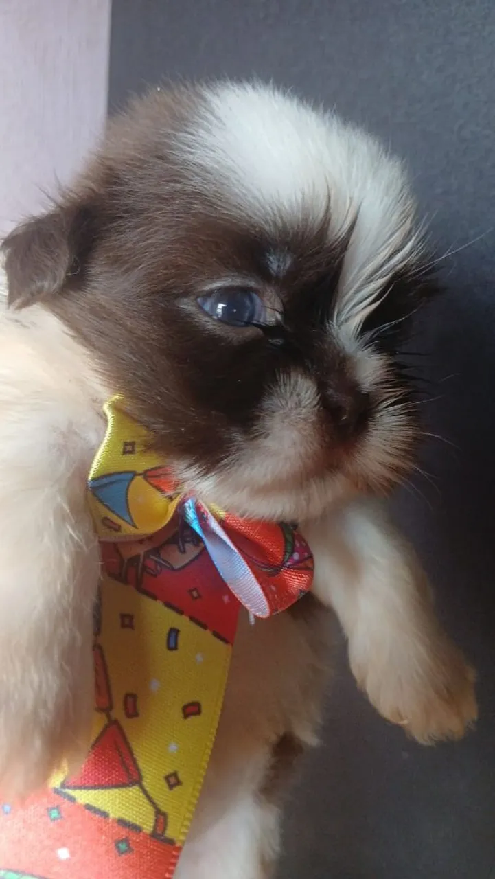 Filhote Shih Tzu para venda
