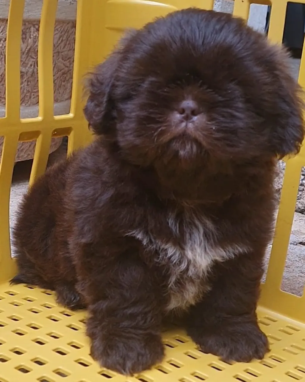 EXCELENTES E EXTRAORDINÁRIOS EXEMPLARES DE SHIH-Tzu Micro  CHAMA NO WHATSAPP.