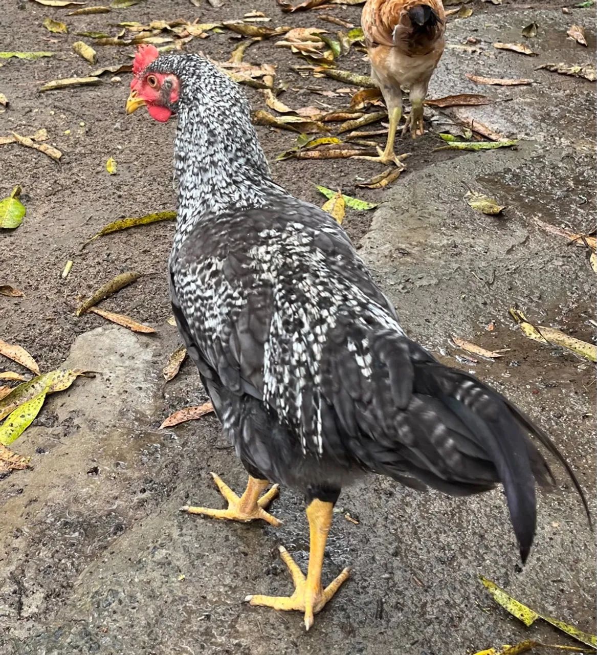 Frangos caipiras- disponível para venda