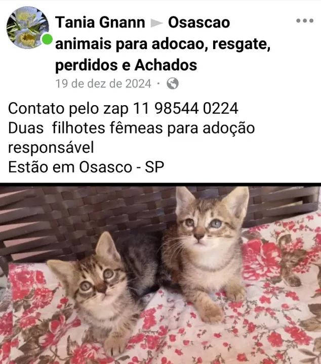 Varios gatos filhotes e adultos para adoção  - Foto 2