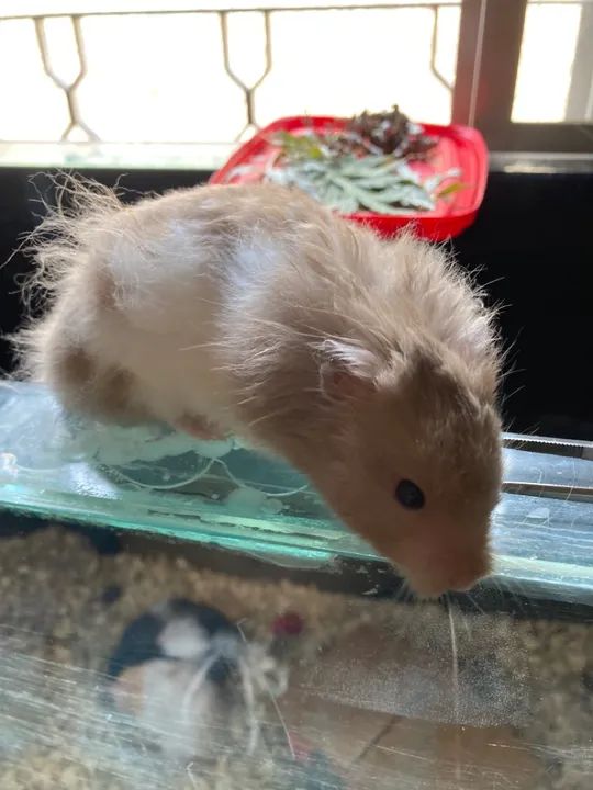 Hamster fofin Macho para venda 