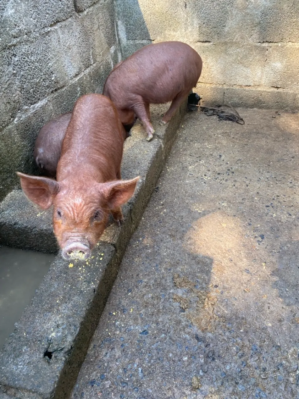 Mini leitão caruncho 