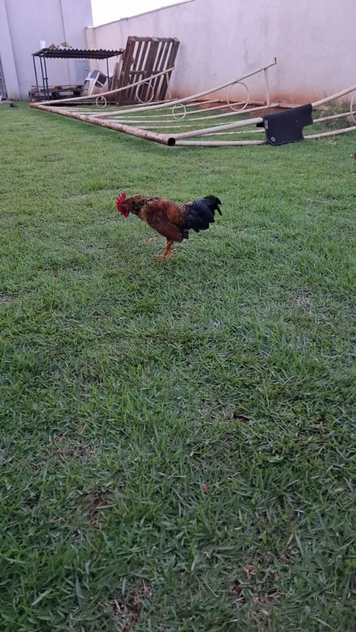 Garnize para a venda.