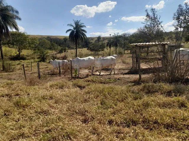 Fazenda de 50ha em Dores do Indaiá - Foto 3