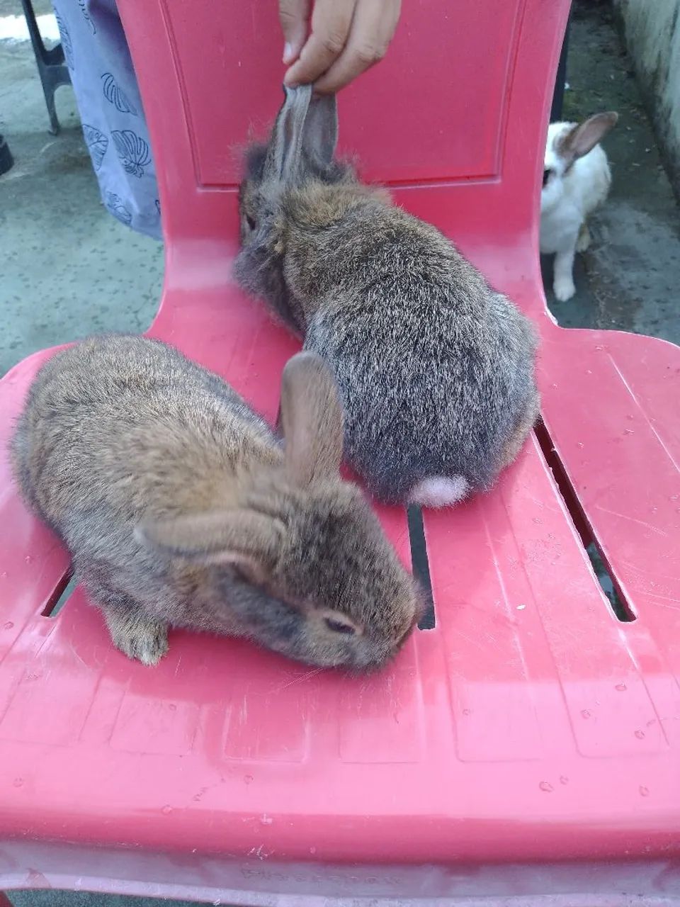 Dois coelhos fofinhos  - Foto 3