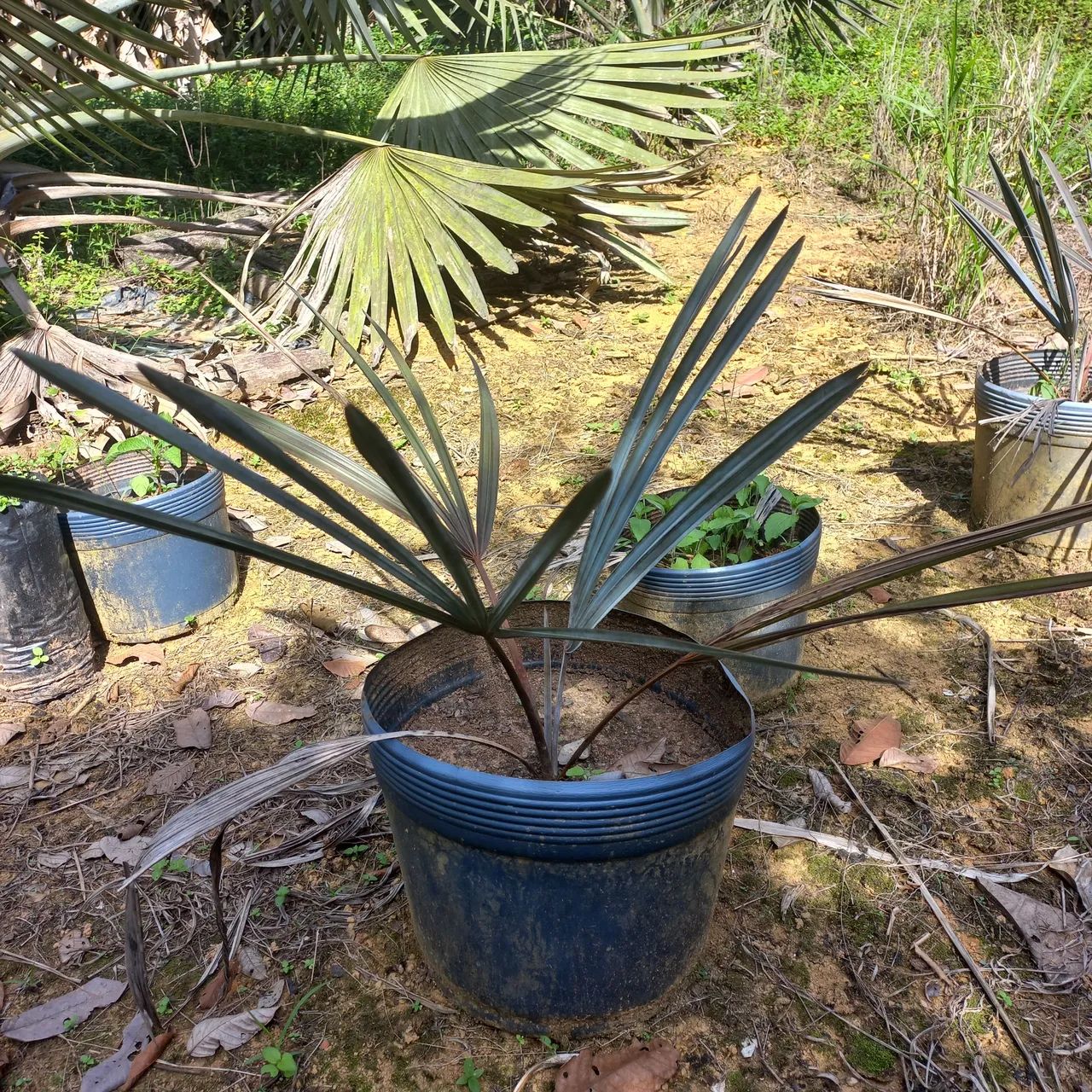 Palmeira Azul -  Espécie Exótica - Foto 4
