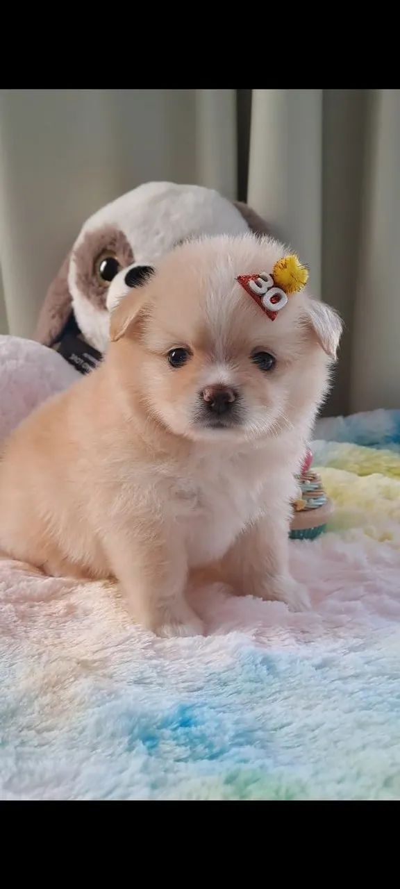 Filhote Chihuahua + Lulu da Pomerania  - Foto 3