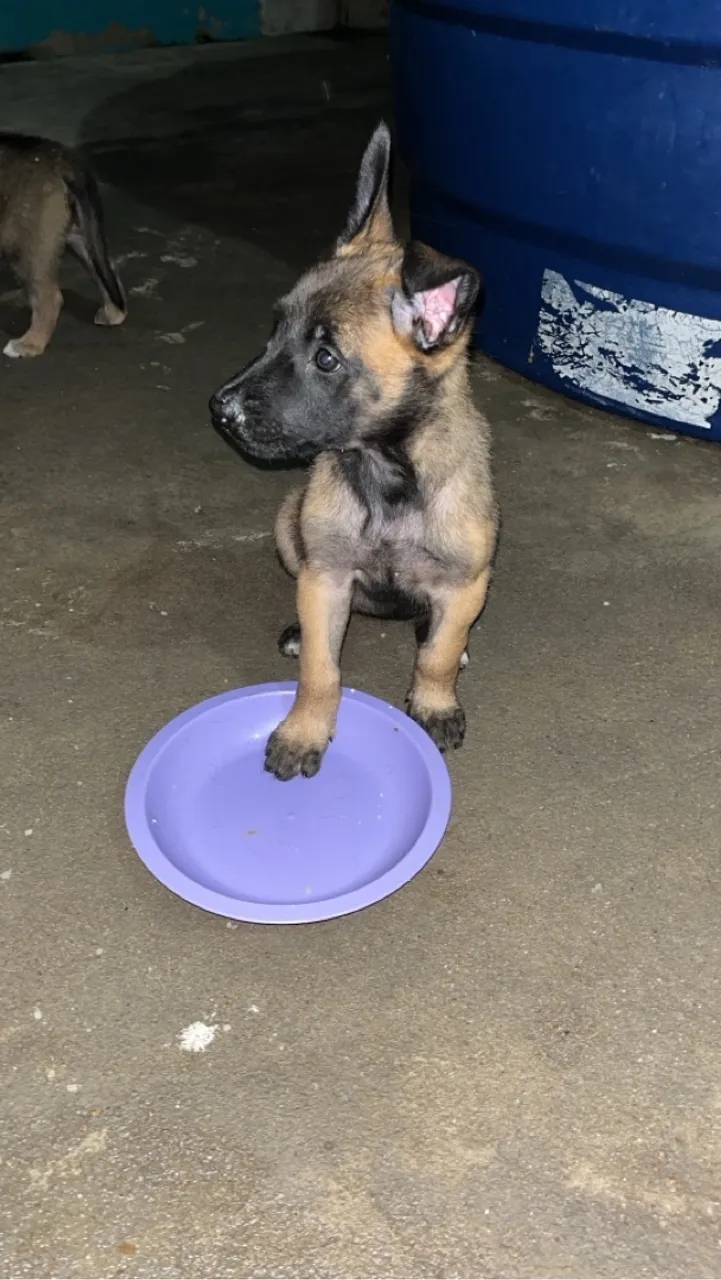 Fêmeas de pastor belga malinois