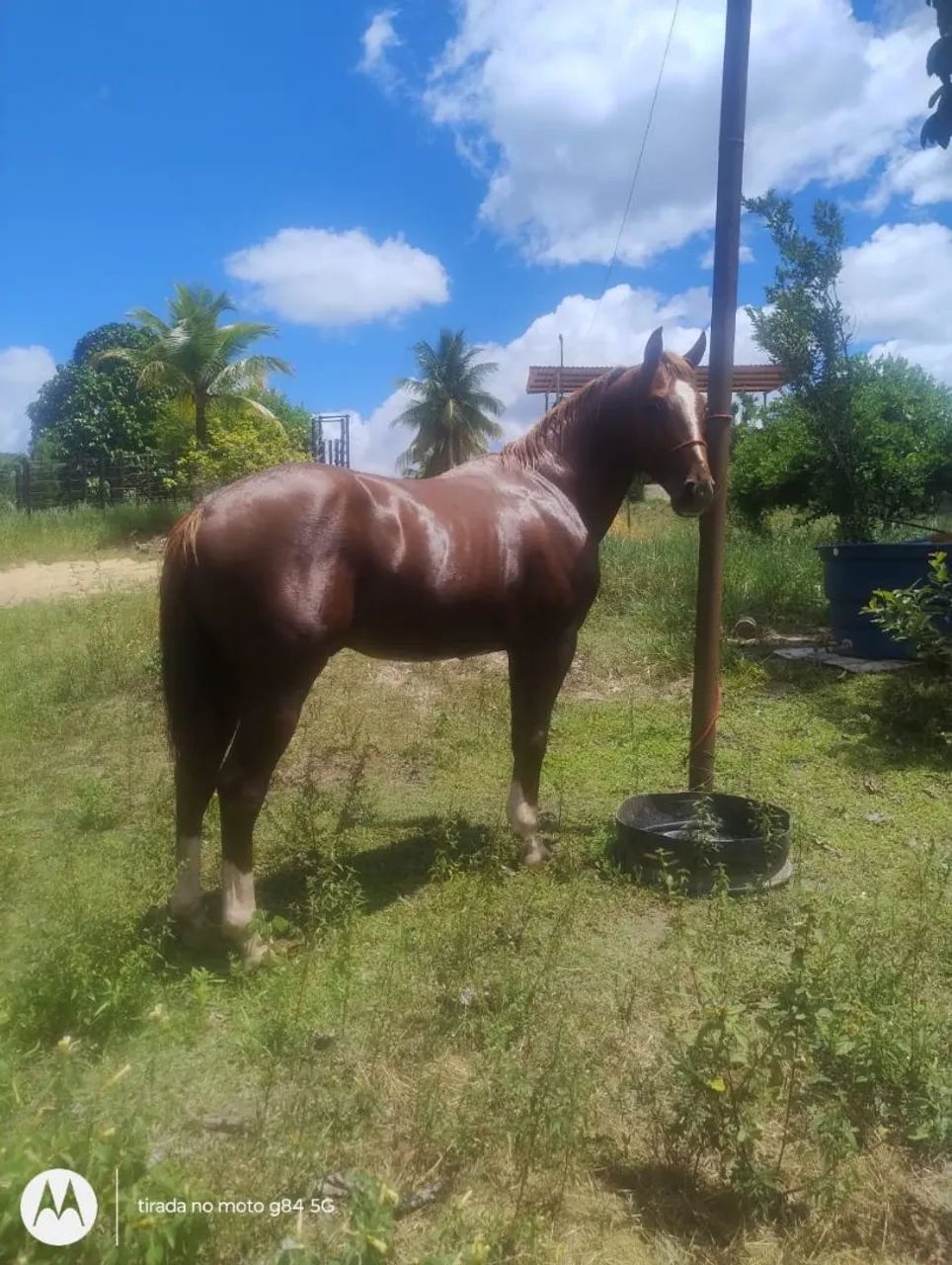 Cavalo Quarto de Milha - Foto 3