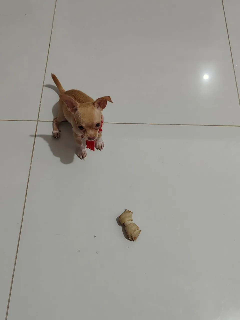 Chihuahua Fêmea