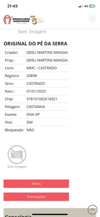 Mangalarga Marchador: original do Pé da Serra - Foto 3