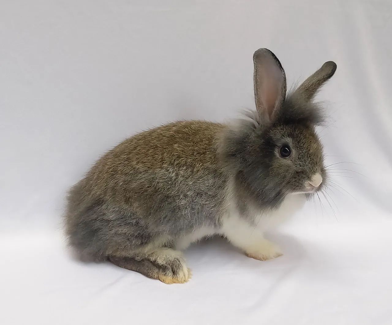 Filhote de coelho à venda - Foto 2