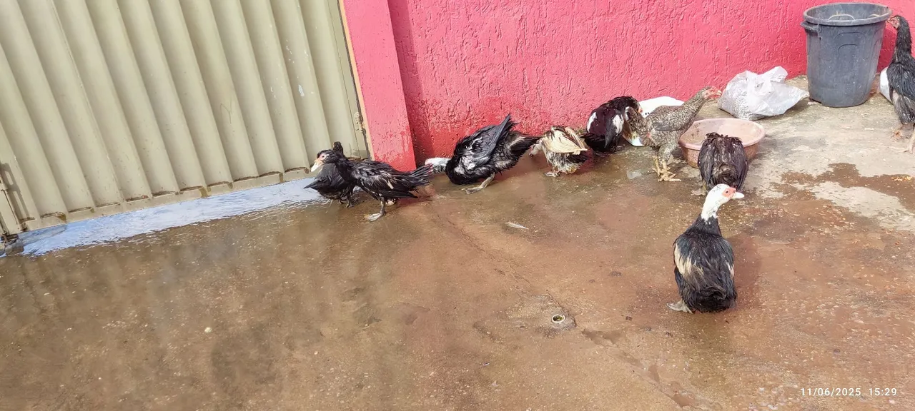 Patos para criação
