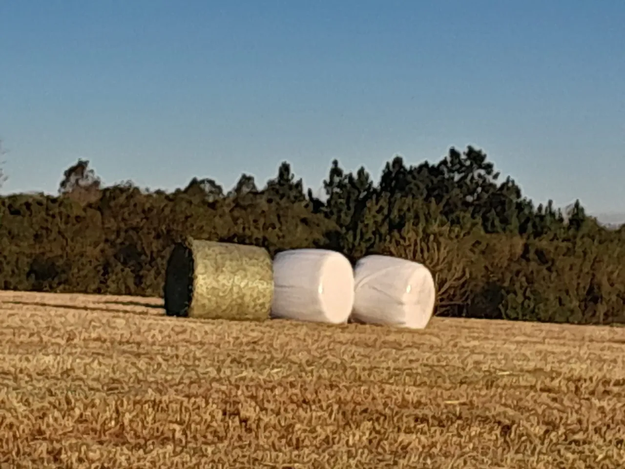 Bolas de pré secado aveia preta
