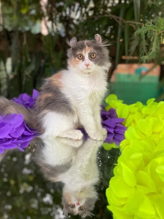 American curl  - Foto 3