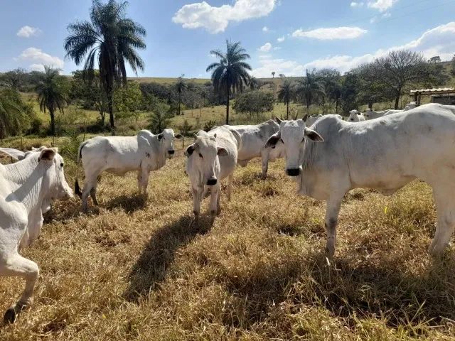 Fazenda de 50ha em Dores do Indaiá - Foto 2