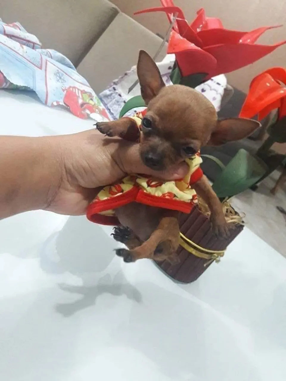 Pinscher fêmea n/0