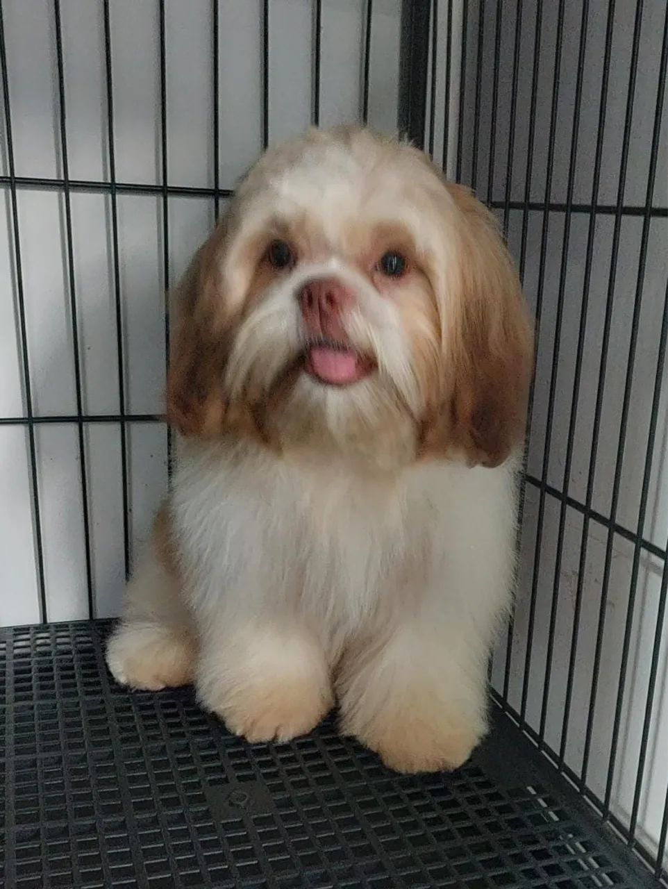 Shih Tzu adoráveis e puros