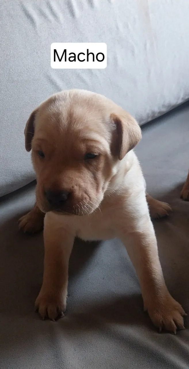 Lindos filhotes sharpei mistura