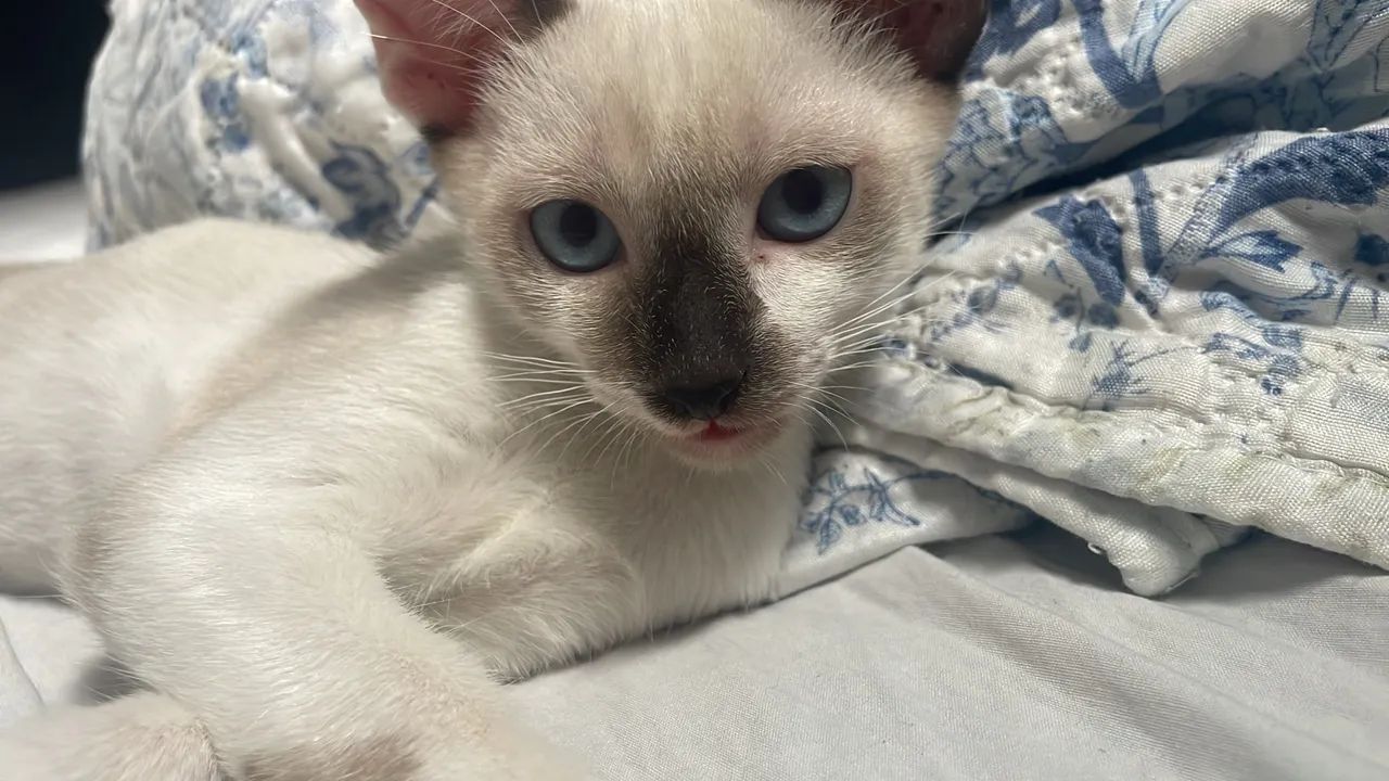 Gatinho macho para adoção - Foto 4