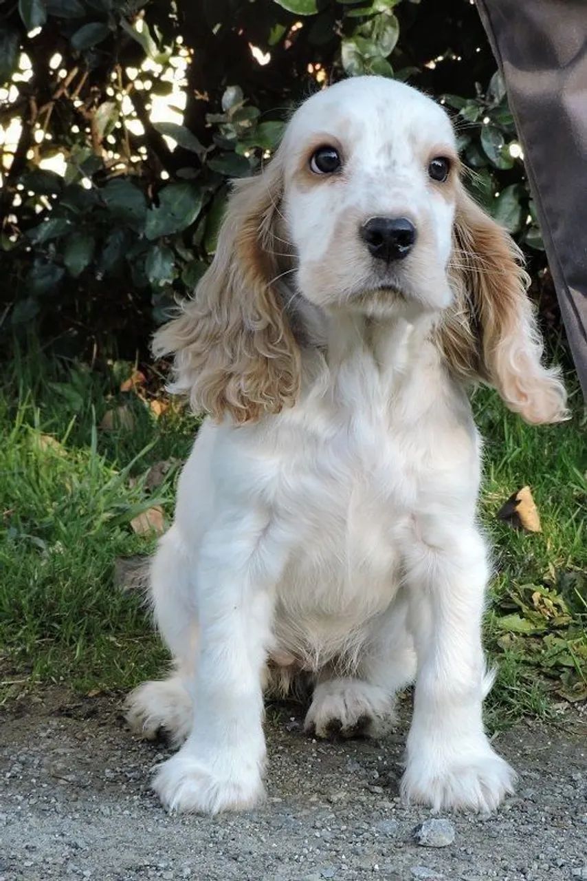 Cocker, Bonitos e carinhosos