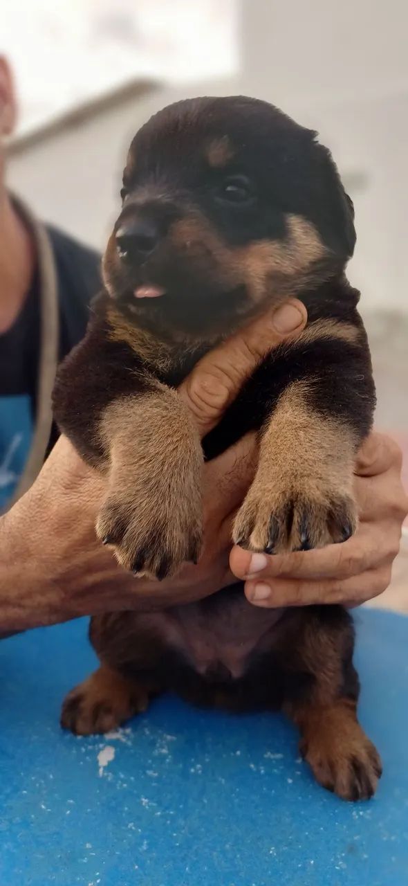 Filhote Rottweilers Lindos - Foto 2