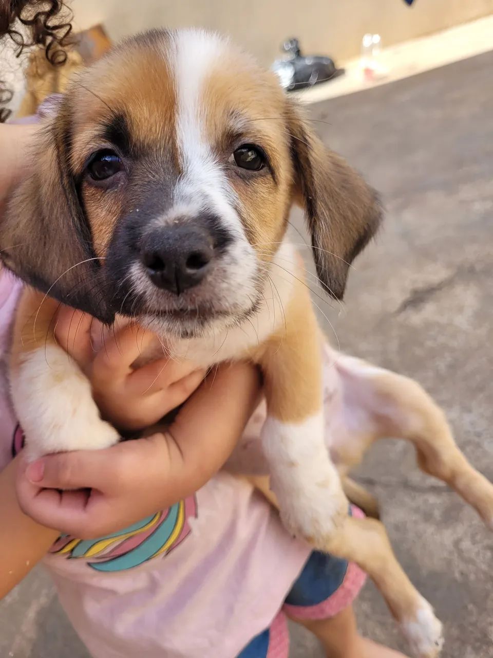 Filhote de cachorro disponível para adoção - Foto 2