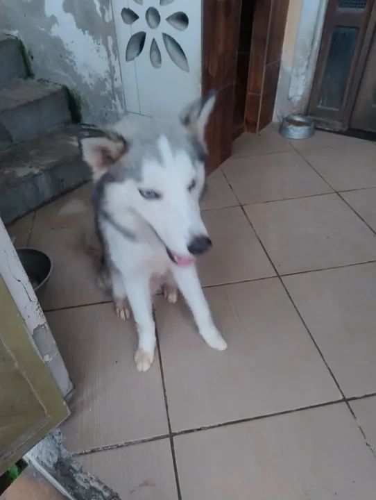 Husky Siberiano - Filhote - Foto 4