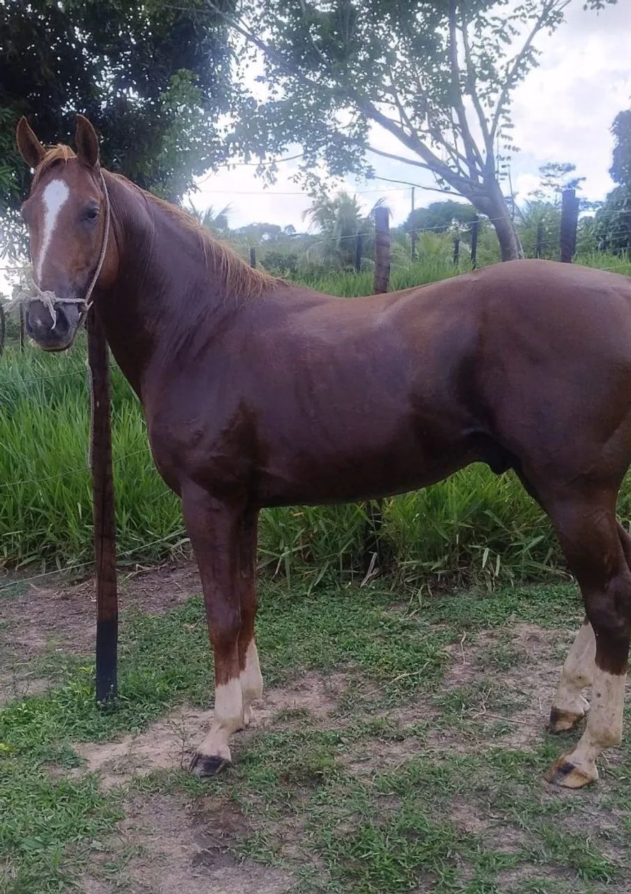 Cavalo Quarto de Milha