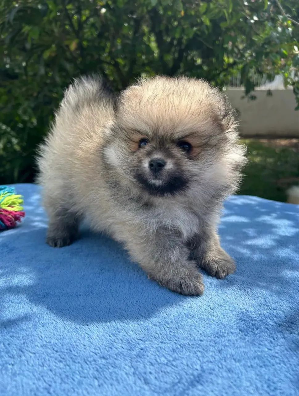 Spitz alemão ( restam apenas 2, um macho e uma fêmea  - Foto 2