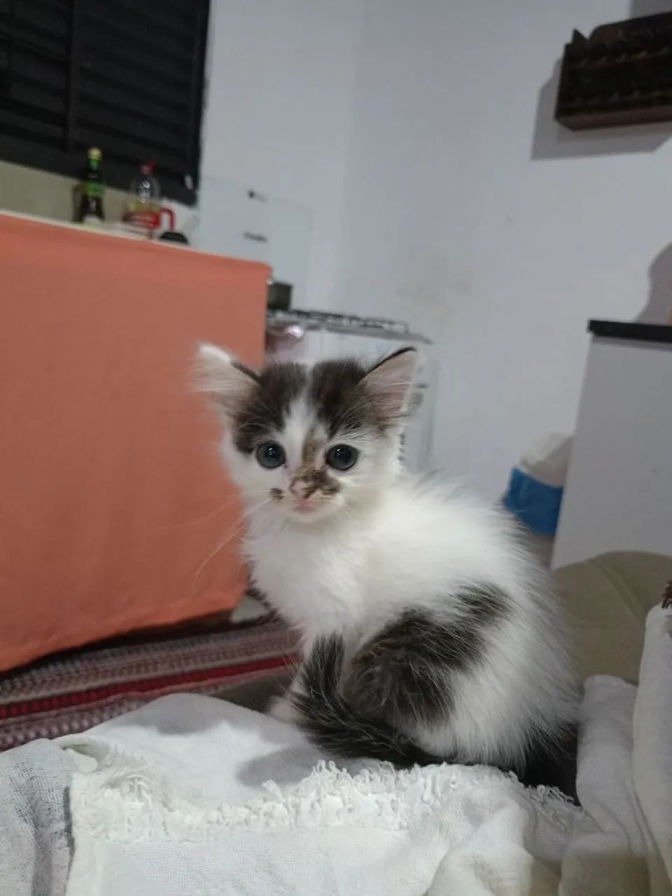 Doação de gato  - Foto 5