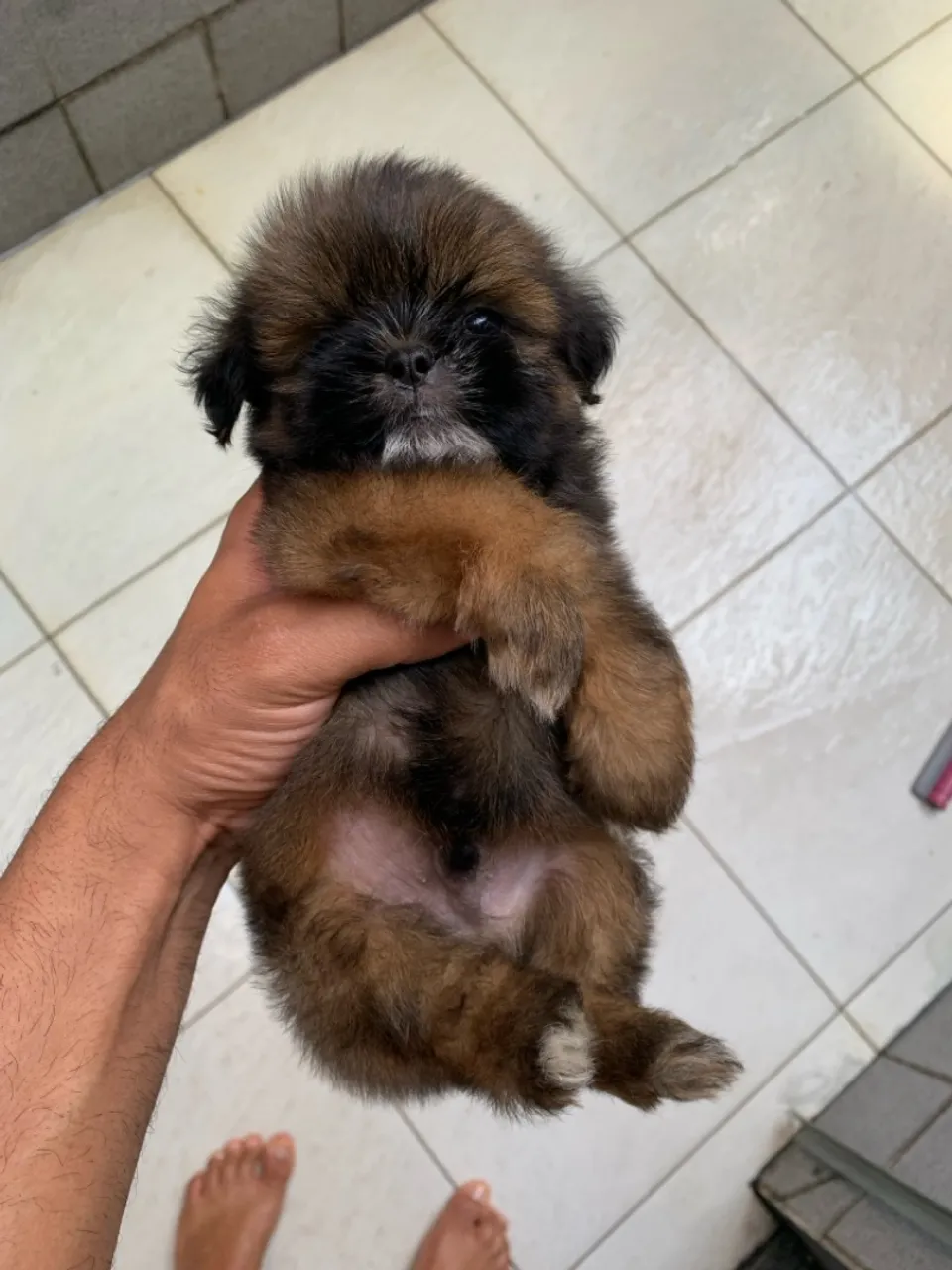 Filhote de Shih Tzu Fêmea e Macho