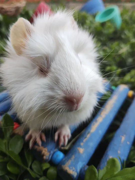 Porquinho da índia disponível  - Foto 3