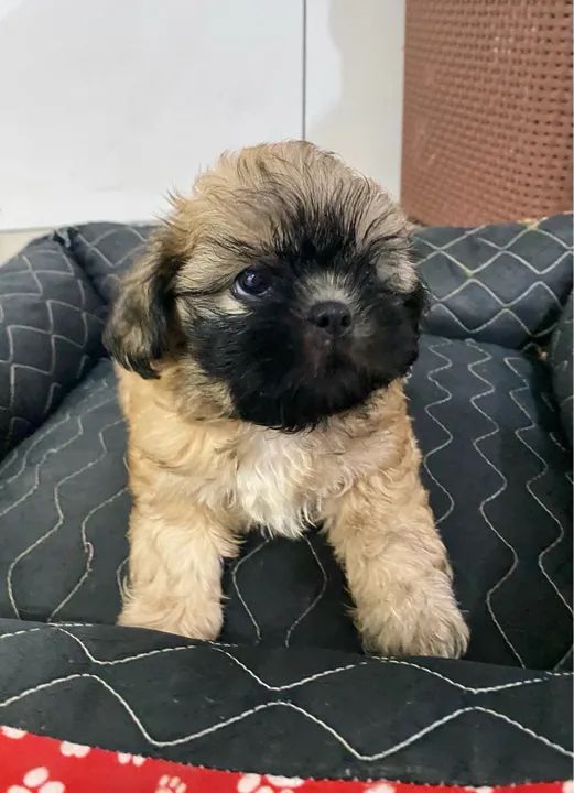 Shih Tzu a venda  - Foto 2