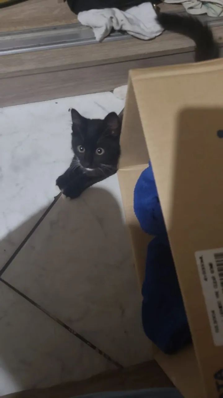 Doação de gatos  - Foto 3