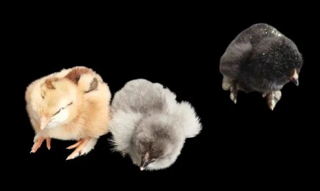 Pintinhos (diversas raças)  - Foto 3