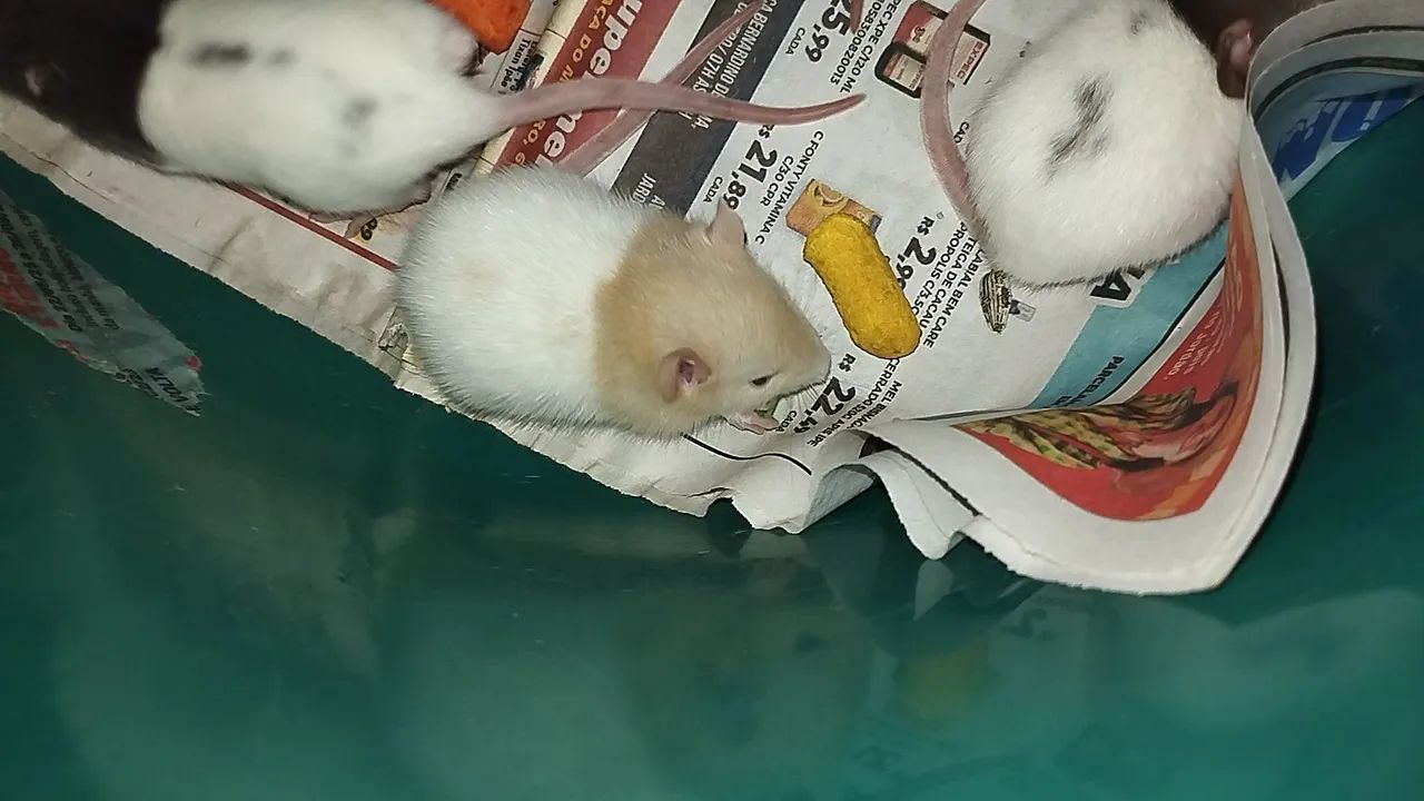 Ratos Twister filhotes disponível  - Foto 2